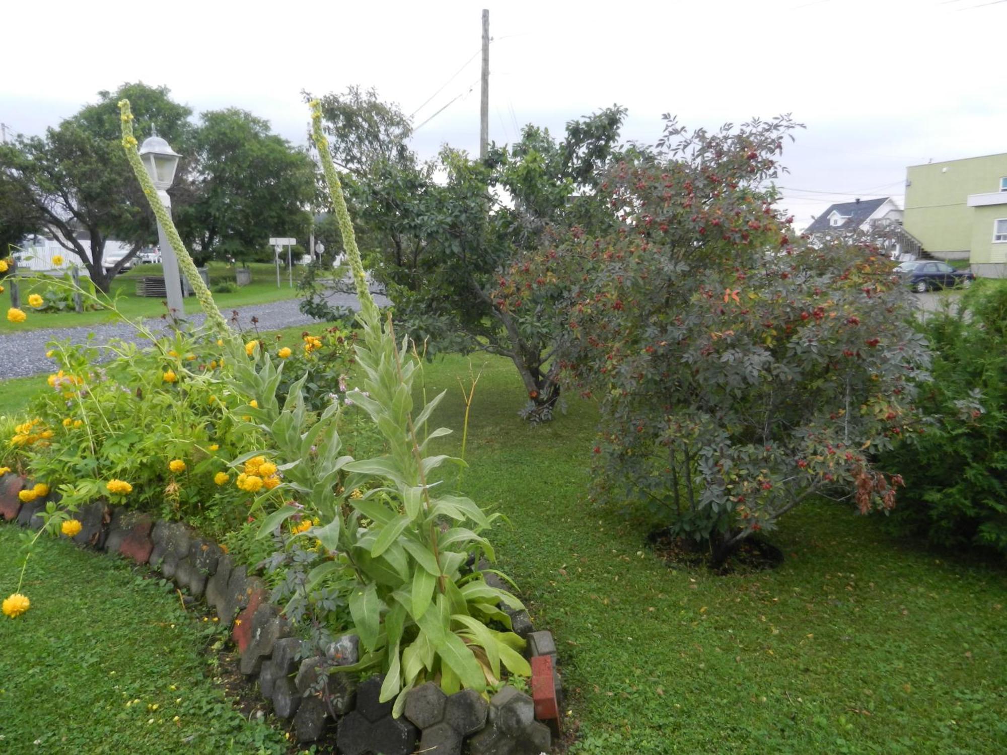 Gite La Ptite Falaise Hebergement Touristique Sainte Anne des Monts Phòng bức ảnh